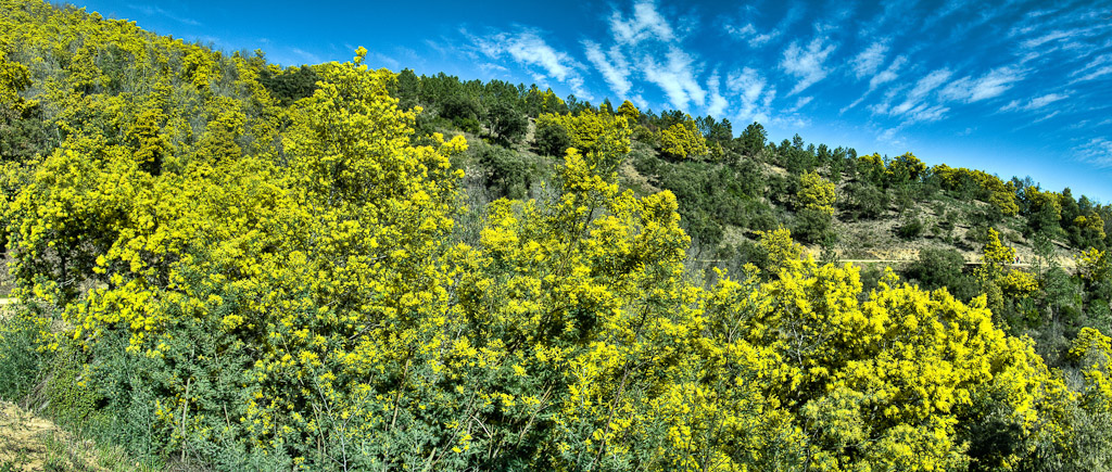 Photographie Panoramique - France - Côte d'Azur - Le Tanneron - Mimosas (10)