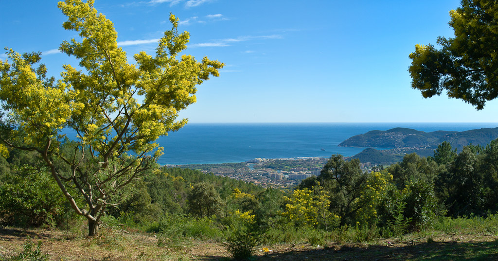 Photographie Panoramique - France - Côte d'Azur - Le Tanneron - Mimosas (5)