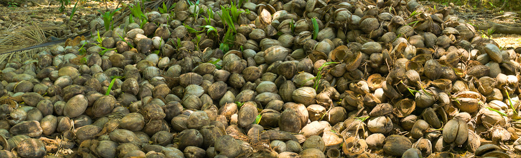 Photographie Panoramique - Guyane - Iles du Salut (5)